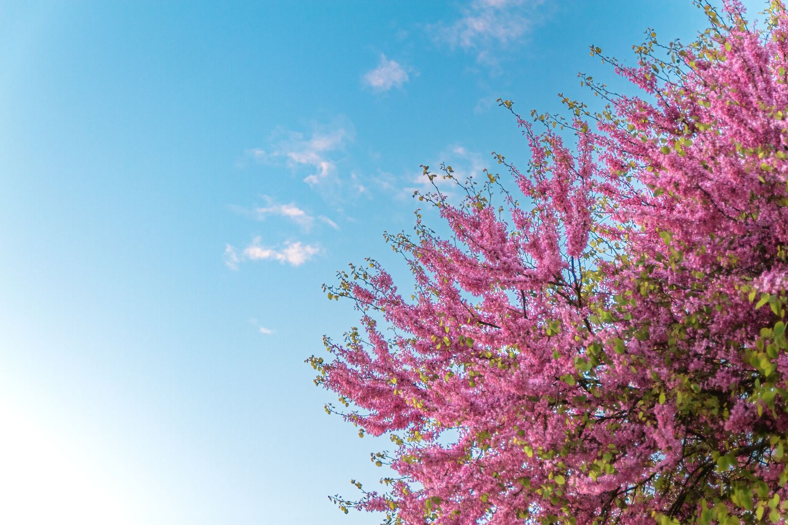Arbre en fleurs sur ciel bleu