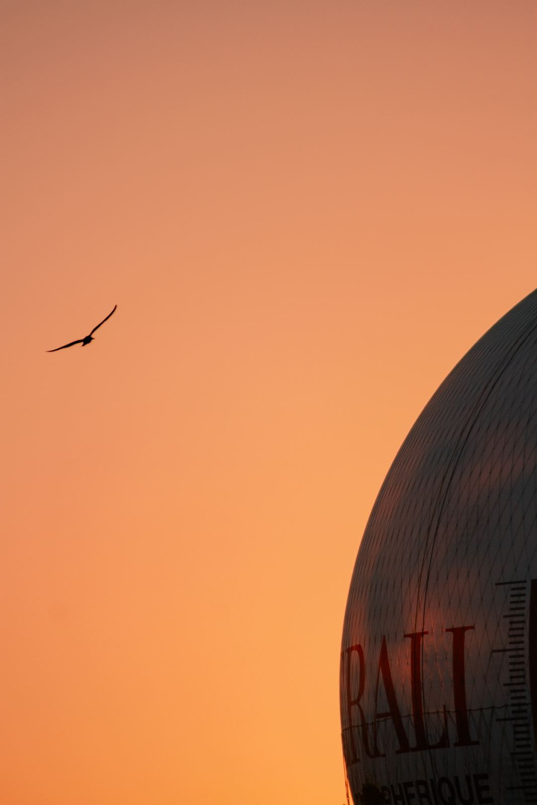 Un oiseau, un ballon, un ciel orange