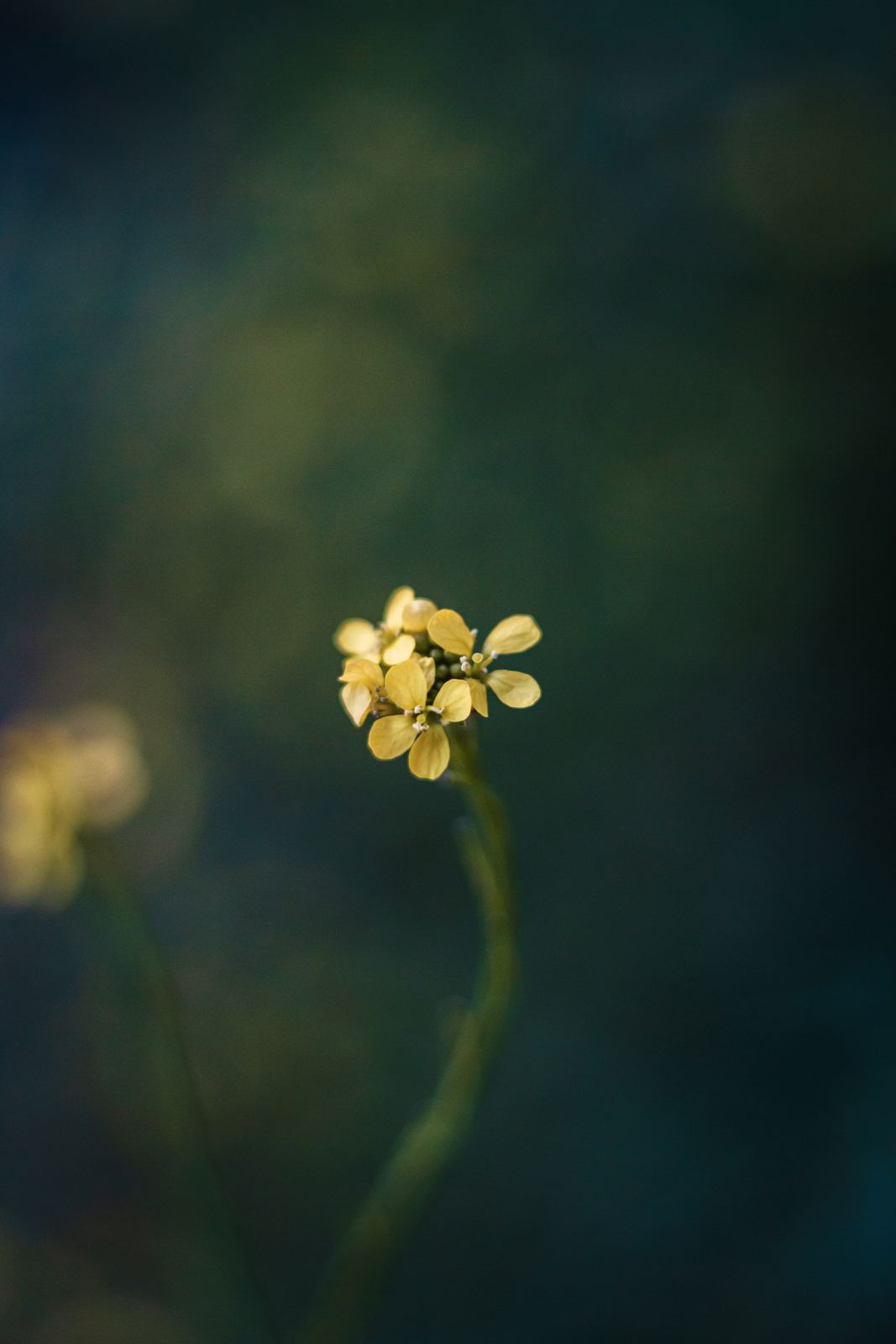 Fleur jaune