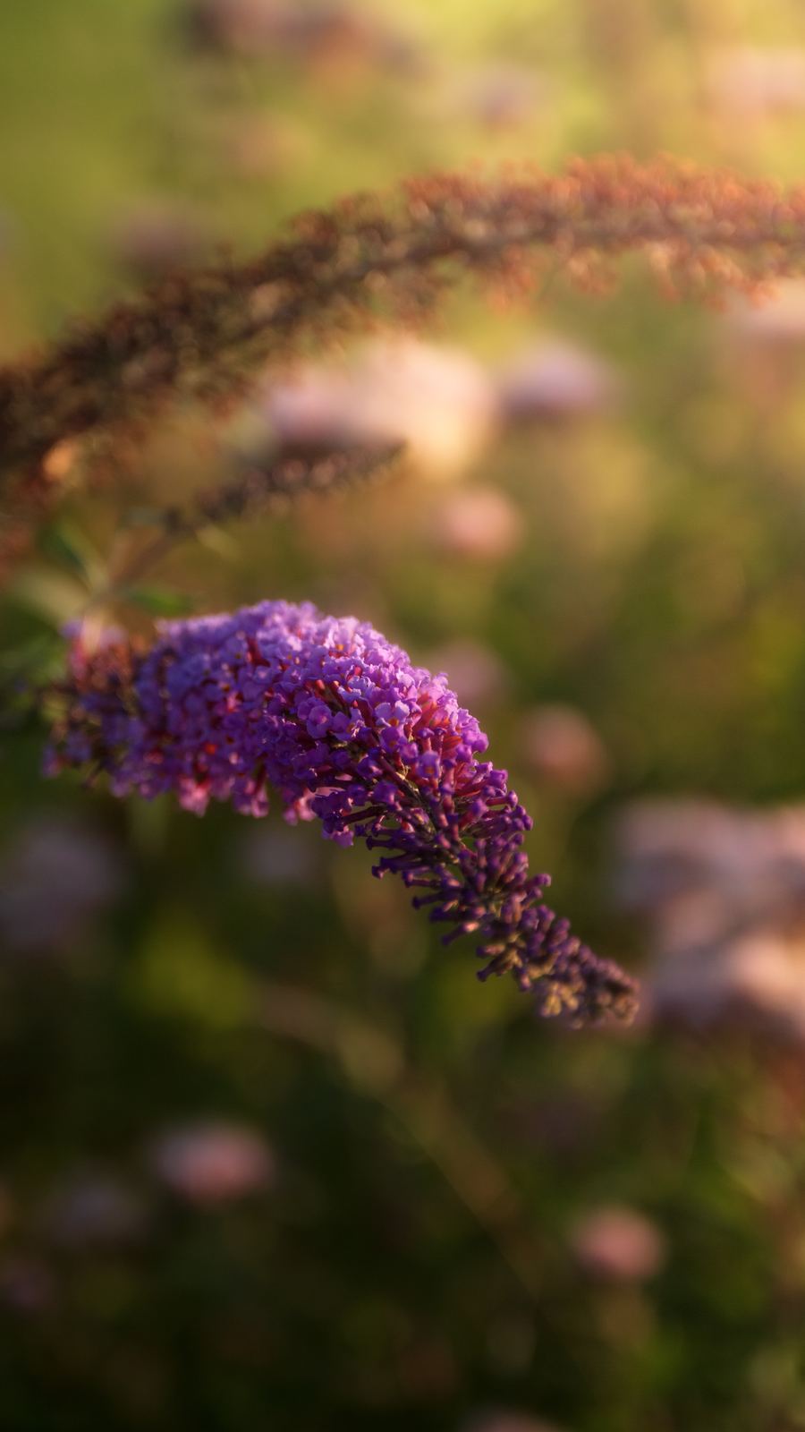 Fleur violette