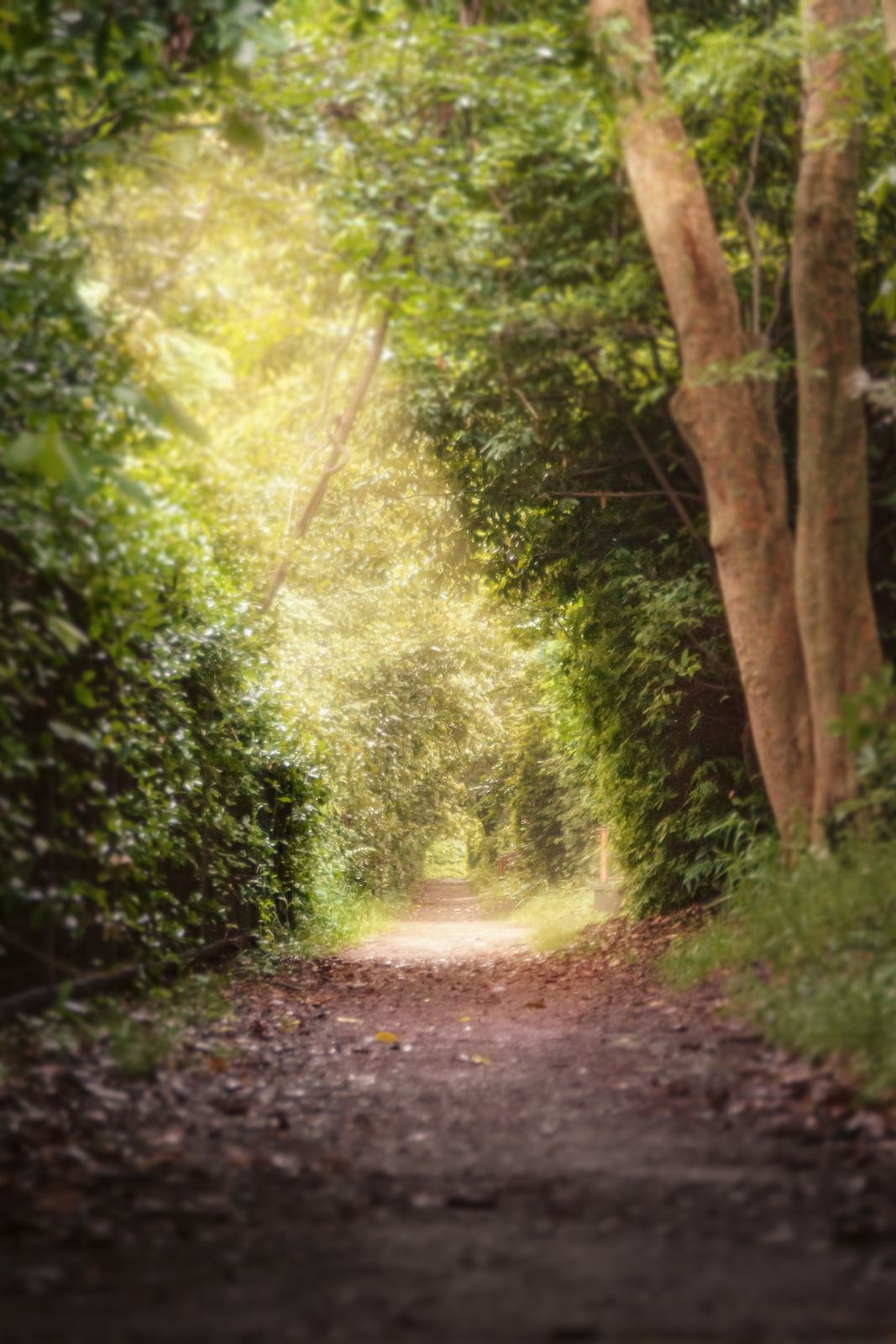 Sentier en forêt